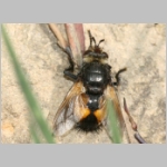 Nowickia ferox - Raupenfliege 01a.jpg